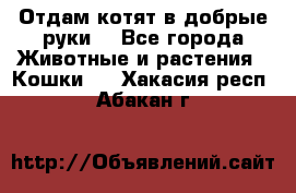 Отдам котят в добрые руки. - Все города Животные и растения » Кошки   . Хакасия респ.,Абакан г.